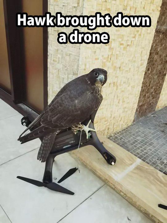 Hawk brought down a drone