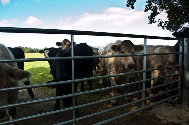 Killer Fast Running Attack Cattle