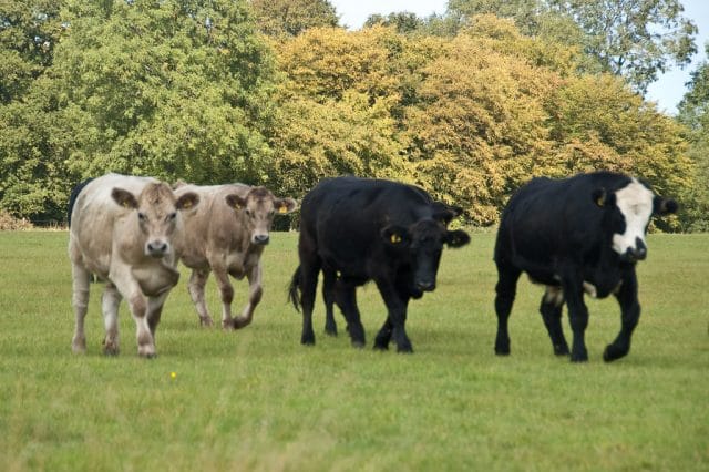 Killer Fast Running Attack Cattle