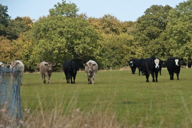 Attack Cattle